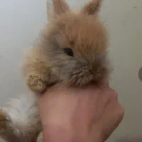 واگذاری خرگوش لوپ