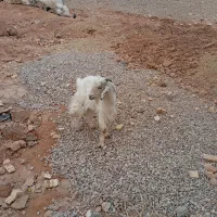 بی نر چپش بز|حیوانات مزرعه|اندیمشک, |دیوار