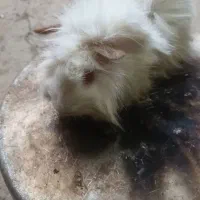 خوکچه هندی سفید|موش و خرگوش|صومعهسرا, |دیوار