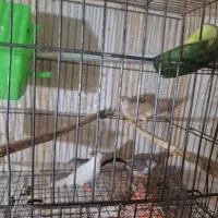 فنچ|پرنده|گتوند, |دیوار