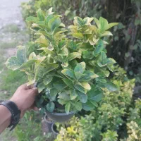 کاج لاوسون طلایی|گل و گیاه طبیعی|آستانه اشرفیه, |دیوار