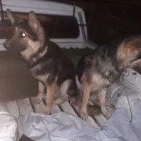 ۹ماهه ژرمن شوپر اصل خواهر برادر 'فروش دلیل مهاجرت