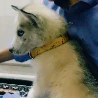 هاسکی چشم یخی