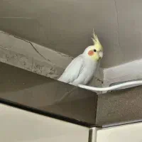 عروس هلندی نر