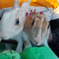 خرگوش نر و ماده|موش و خرگوش|تربتحیدریه, فتح المبین|دیوار