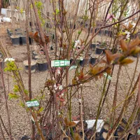 انواع نهال ۳ سال به بالا