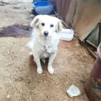 سگ پاکوتاه