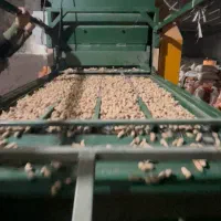 بادام زمینی