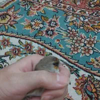 سهره رسمی دورگ|پرنده|کرج, حاجی آباد|دیوار