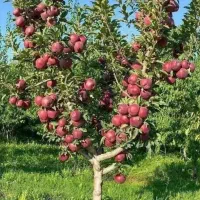 خدمات باغ و باغچه و پیوند و هرس .سمپاشی