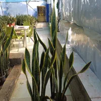 گلهای زیبا|گل و گیاه طبیعی|ساری, |دیوار