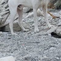 سگ شکاری|سگ|سرپل ذهاب, |دیوار