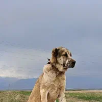 سگ افغان|سگ|هیر, |دیوار