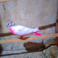 3عدد کفتر پرشی