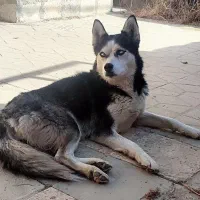 سگ هاسکی امروز گمشده