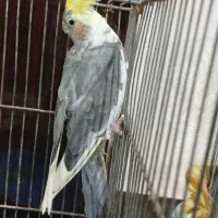 عروس هلندی