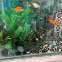 آکواریوم فروش و معاوضه