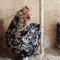 مرغ تزئینی|حیوانات مزرعه|قم, تولید دارو و یخچال|دیوار