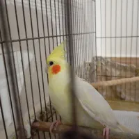 عروس هلندی ماده|پرنده|بندرعباس, |دیوار