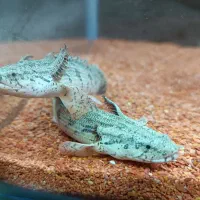 ماهی آکواریوم پلی اندیچری