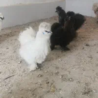 ابریشمی کوپال|حیوانات مزرعه|کاشمر, |دیوار