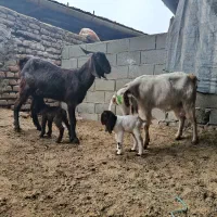 بز بزغاله دار|حیوانات مزرعه|گنبد کاووس, |دیوار