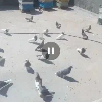 کندو زنبورعسل معاوضه