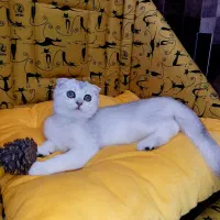 کوچولوهای لوکس و پشمالو