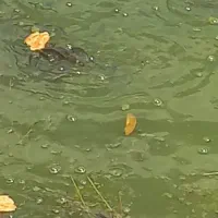 بچه ماهی کپور امور فتیواک بیگهد