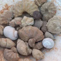 فسیل های مختلف|کلکسیون اشیاء عتیقه|سیراف, |دیوار