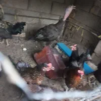 مرغ خروس