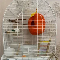 ۲ عدد قفس پرنده بهمراه ملزومات|لوازم جانبی حیوانات|رشت, کوی بیانی|دیوار