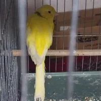 قناری رسمی|پرنده|قرچک, میرزائی شمالی|دیوار