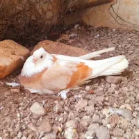 کبوتر کاکلی،پرشی،نوک قنار|پرنده|مزرعه کتول, |دیوار