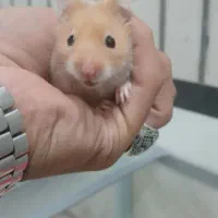 همستر بازیگوش