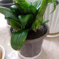 گل طبیعی|گل و گیاه طبیعی|شاهینشهر, فردوسی|دیوار