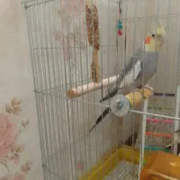 عروس هلندی نر سخنگو|پرنده|همدان, |دیوار