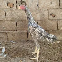 جوجه خروس لاری اوشامو دانگ بالا