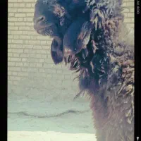 بره