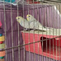 یک جفت مرغ عشق با قفس و تمام وسایل