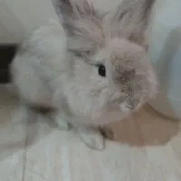 خرگوش نر بازیگوش