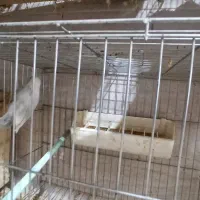 طوطی برزیلی|پرنده|رشت, رودبارتان|دیوار