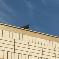 کفتر زاغ دم سفید|پرنده|سیرجان, |دیوار