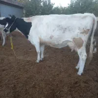 یک راس گوساله نر با یک راس گاو|حیوانات مزرعه|زنده رود, |دیوار