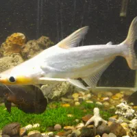 ماهی آکواریومی درشت
