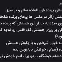 عروس هلندی نر سخنگو|پرنده|قدس, شهر‌قدس|دیوار