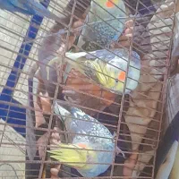 پرنده،عروس هلندی|پرنده|کوچصفهان, |دیوار