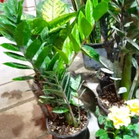 فروش انواع گل های آپارتمانی|گل و گیاه طبیعی|برازجان, |دیوار