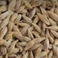 جو بذری گونی شده اماده
