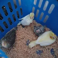 ۴عدد جوجه عروس هلندی